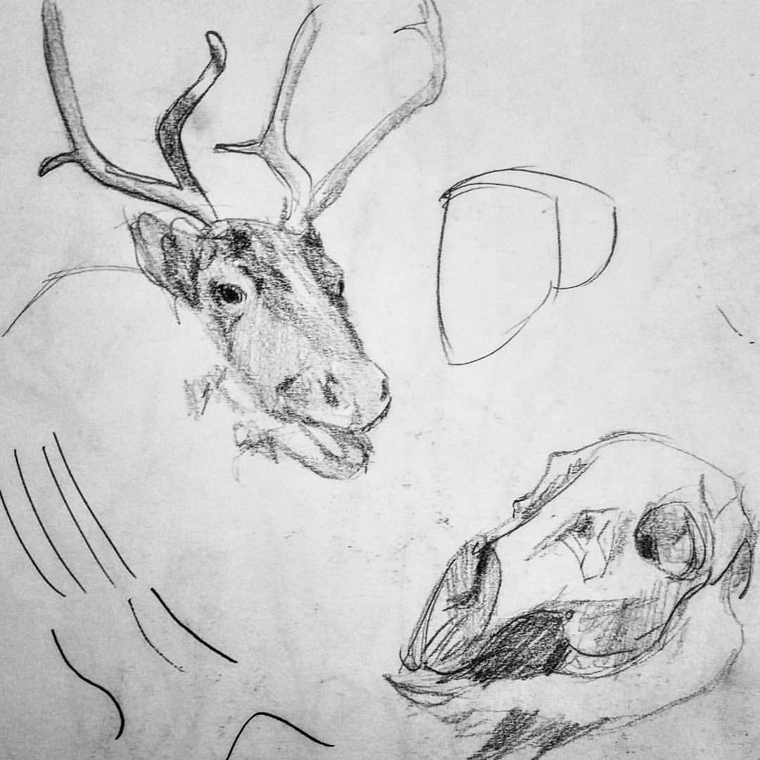 1080x1080 Steaming Hot Shit Skulls N Stuff From The Backlog - Deer Anatomy Drawing