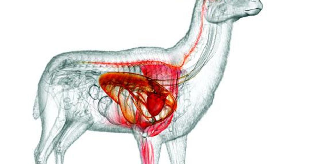 1200x630 where to shoot a deer for one shot kills outdoor life - Deer Anatomy Drawing