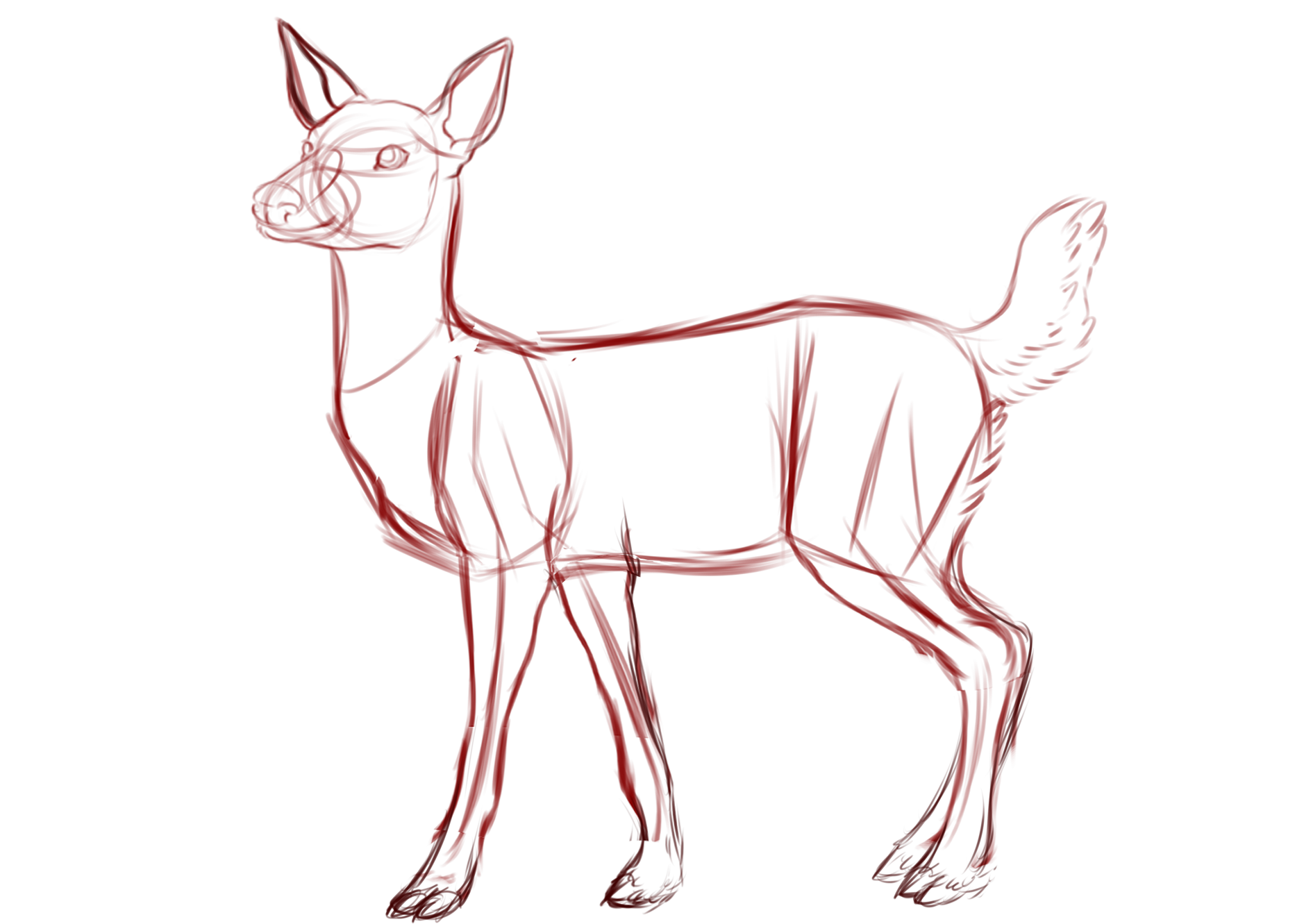 1878x1331 deer drawing animal anatomy anatomy practice, anatomy drawing - Deer Anatomy Drawing