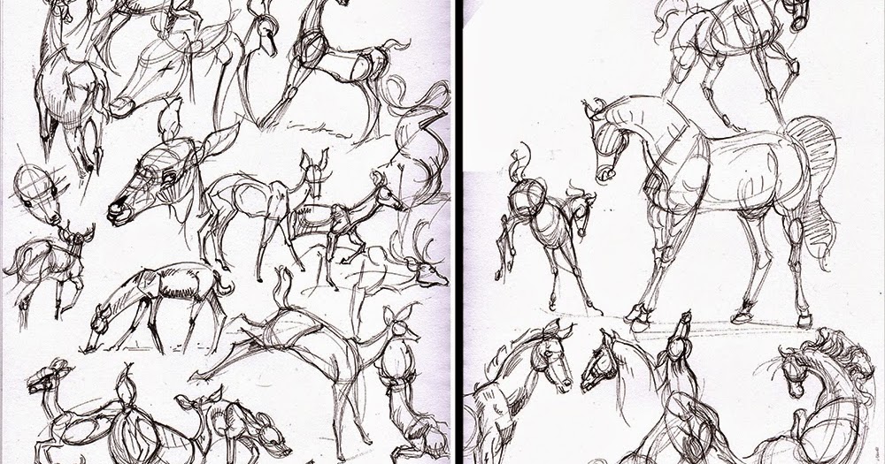 1000x525 Deer Drawing Anatomy For Free Download - Deer Anatomy Drawing