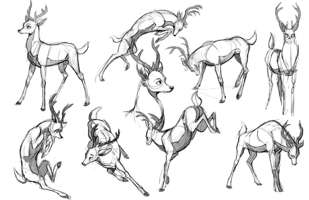 1200x776 Moose Drawing Anatomy For Free Download - Deer Anatomy Drawing
