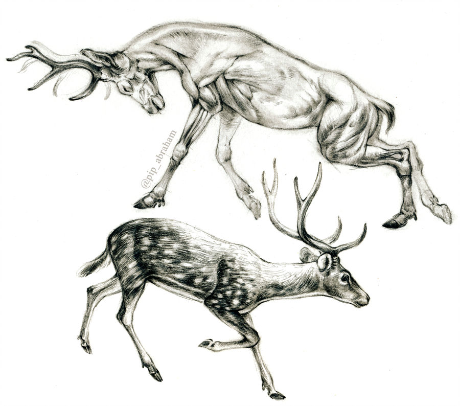 Deer Anatomy Drawing at Explore collection of Deer