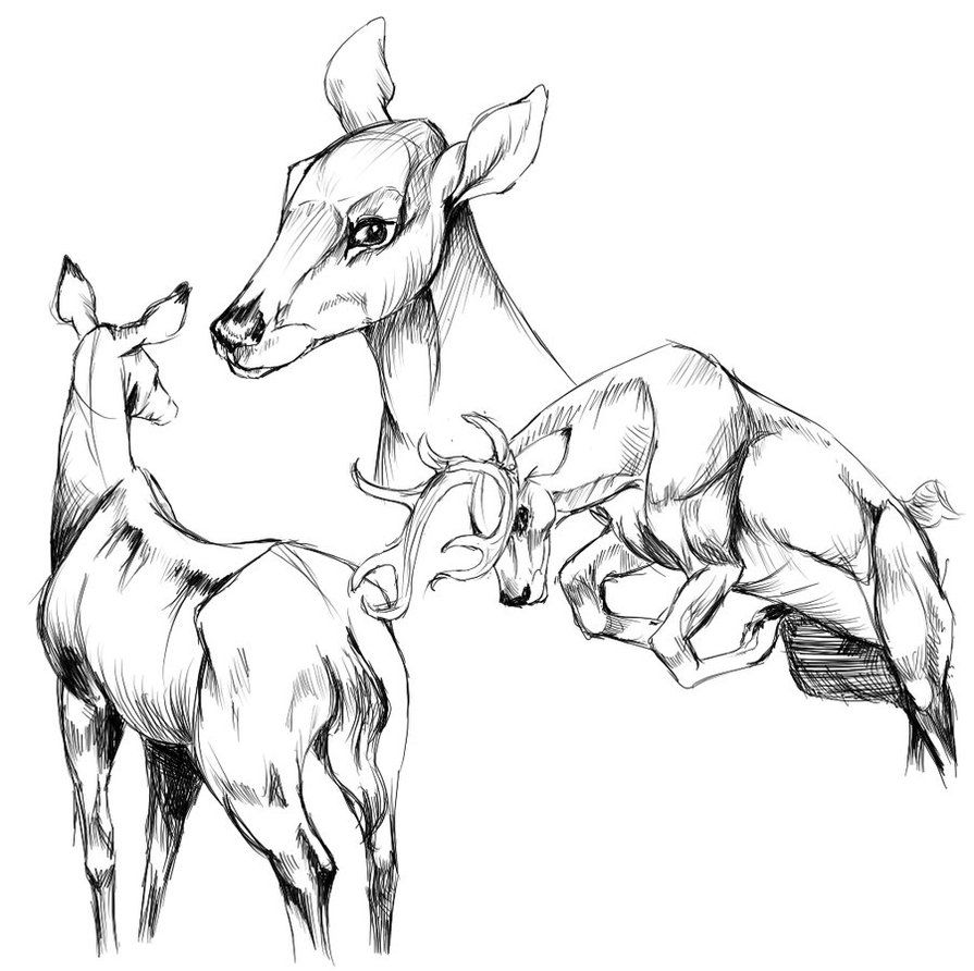 895x892 Deer Anatomical Drawings - Deer Anatomy Drawing