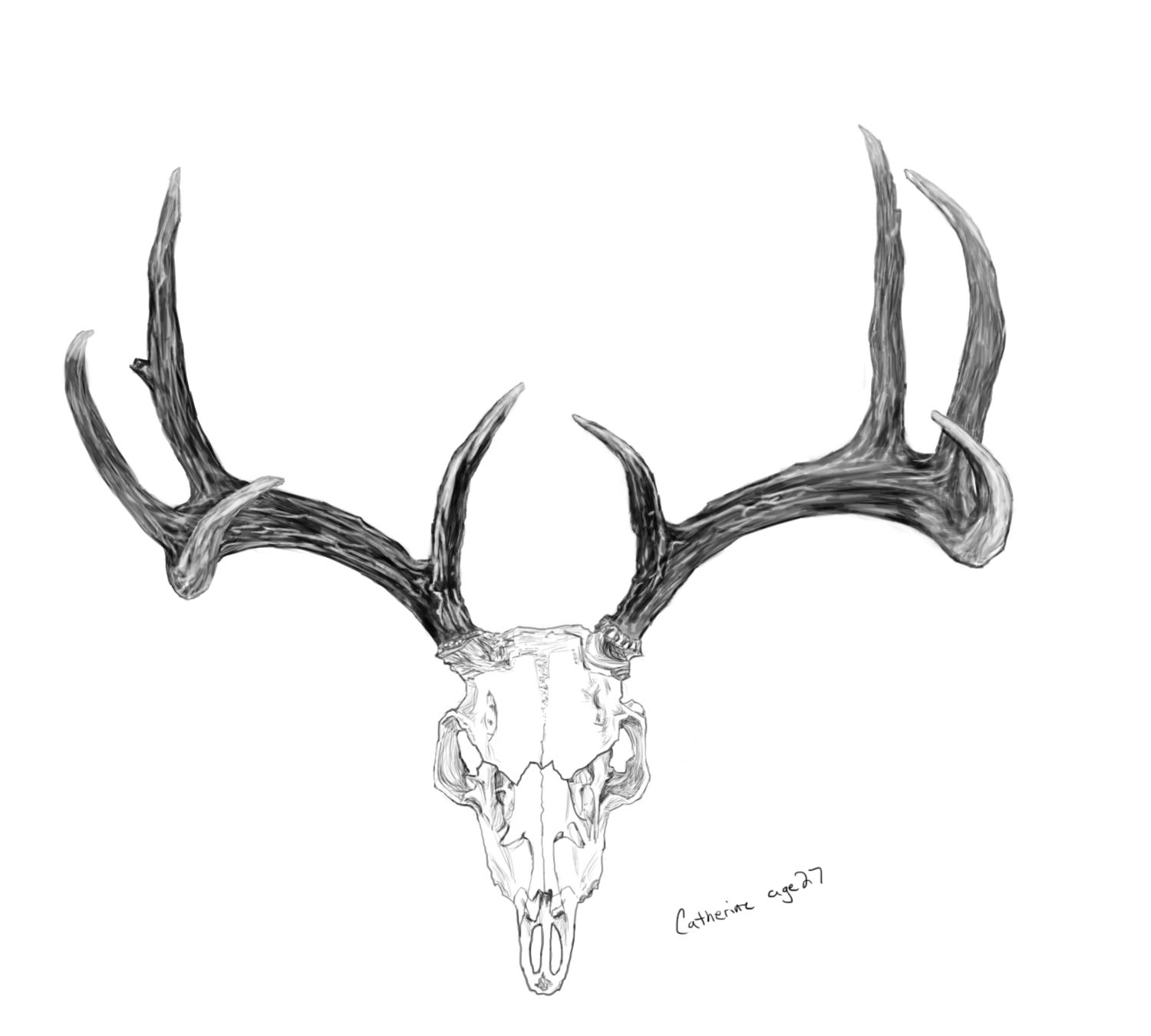 Deer Antlers Drawing At Paintingvalley Com Explore Collection Of