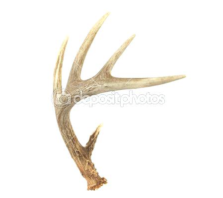 449x399 how to draw deer antlers packed with deer antler sketch to make - Deer Antlers Drawing