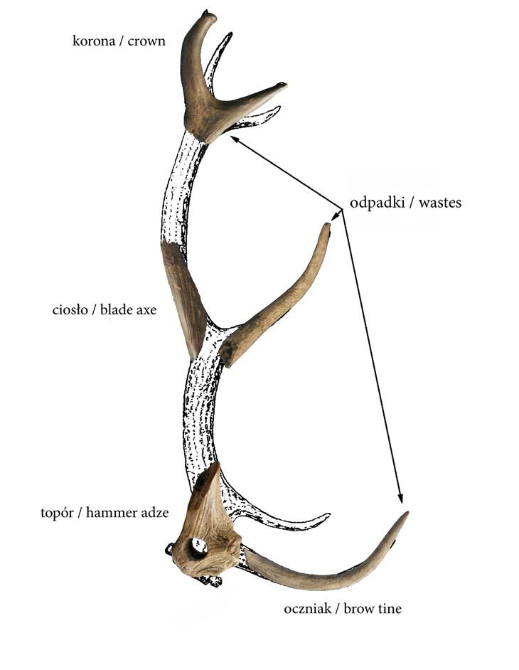 730x942 wielkopolski, site drawing of red deer antlers - Deer Antlers Drawing