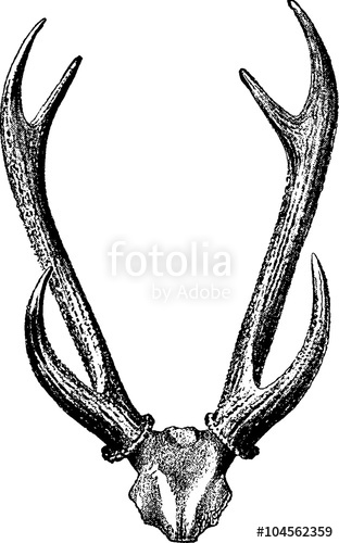 312x500 vintage drawing deer antlers stock photo and royalty free images - Deer Antlers Drawing