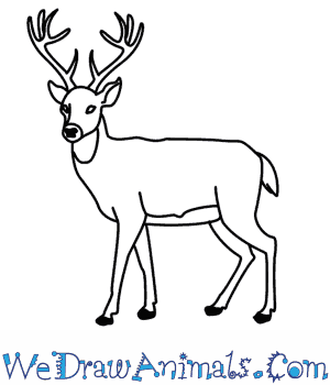 300x350 How To Draw A Deer - Deer Cartoon Drawing