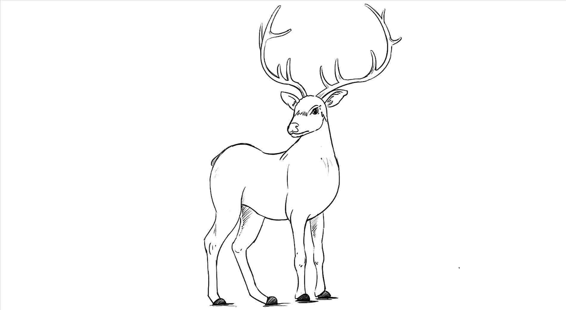 1899x1041 Easy Deer Drawing To Draw A Gazelle Step - Deer Drawing