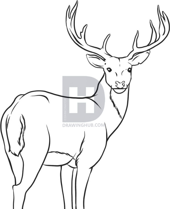 586x720 How To Draw A Deer, Step - Deer Drawing