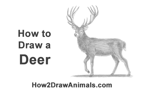 500x315 How To Draw A Deer - Deer Drawing