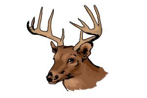 300x200 How To Draw A Deer Head - Deer Drawing