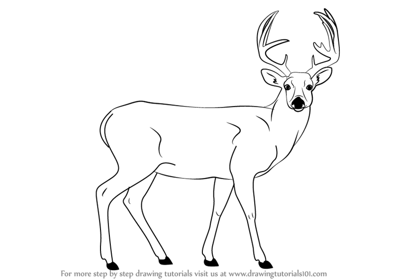 800x566 Learn How To Draw A Buck Deer - Deer Drawing