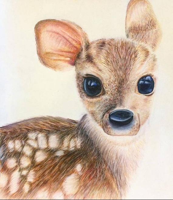 570x658 Original Deer Colored Pencil Drawing Etsy - Deer Drawing