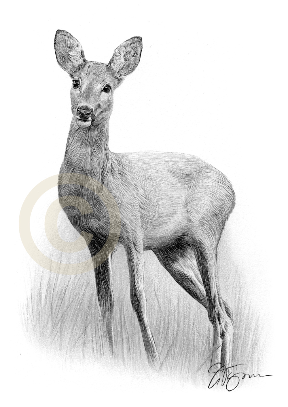 1000x1415 Roe Deer Pencil Graphite Print Signed - Deer Drawing