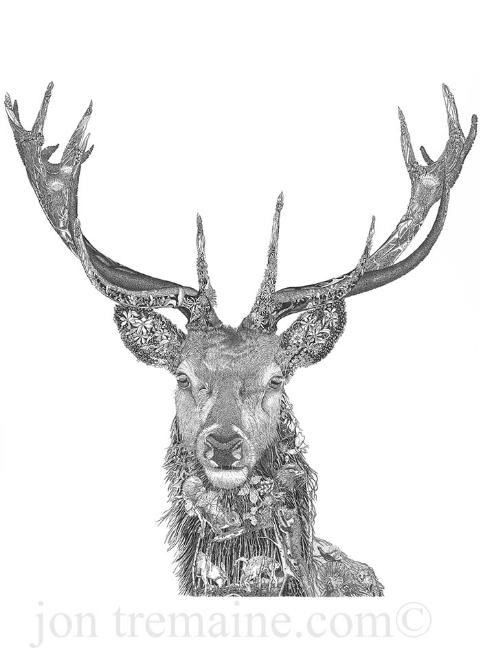 700x978 Red Deer Stag - Deer Drawing