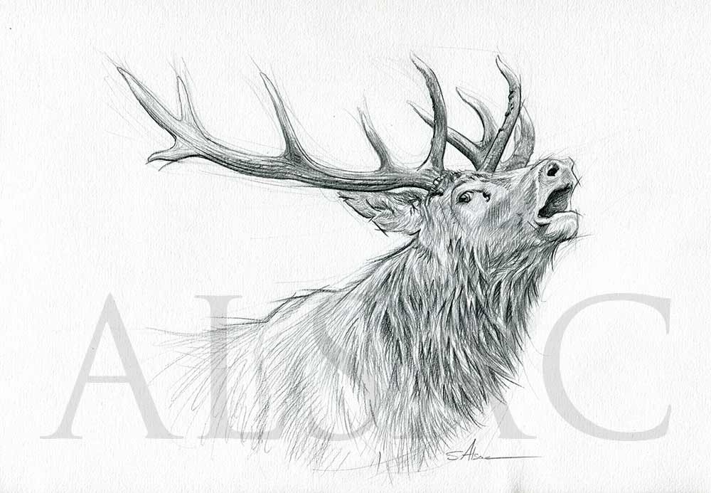 1000x693 Roaring Deer Illustration Drawing - Deer Drawing