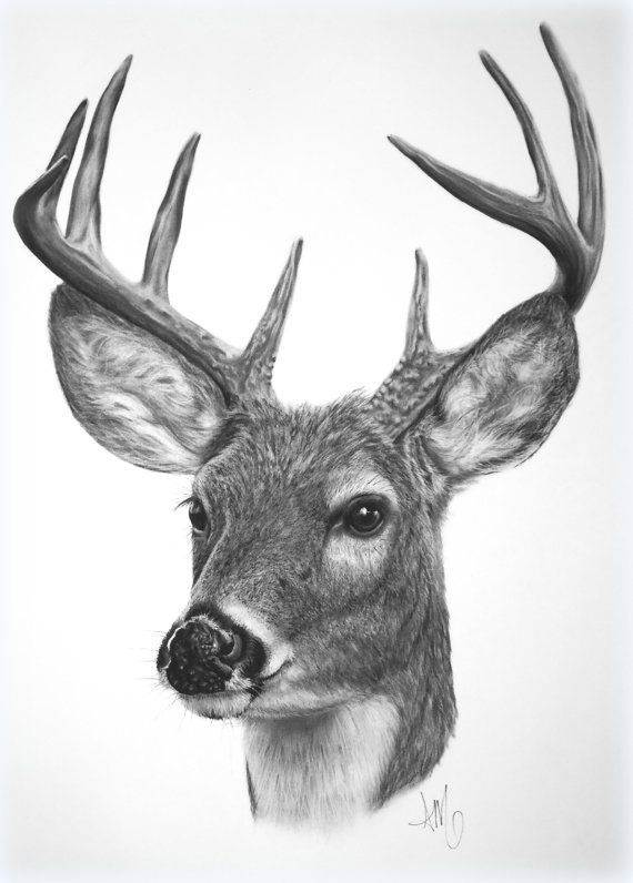 570x796 Deer Artwork - Deer Drawing