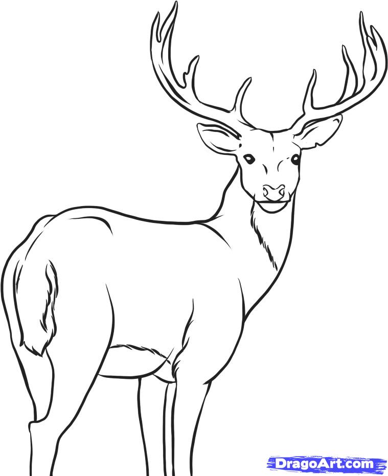 759x931 How To Draw A Deer, Step - Deer Drawing Easy