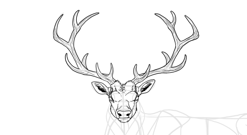 850x467 How To Draw A Deer Step - Deer Drawing Easy