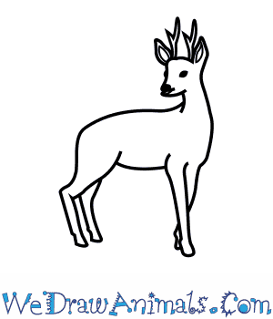 300x350 How To Draw A Roe Deer - Deer Drawing Easy