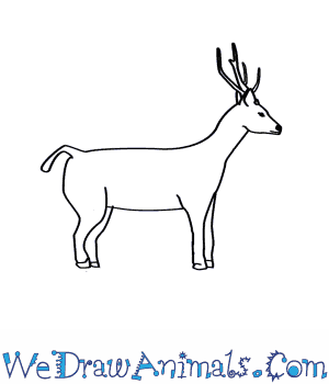 300x350 How To Draw A Sambar Deer - Deer Drawing Easy
