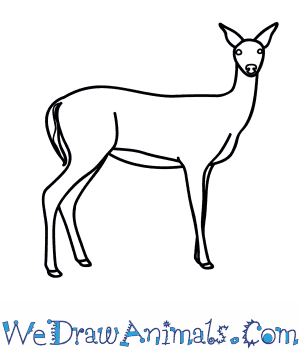 300x350 How To Draw A Whitetail Deer - Deer Drawing Easy