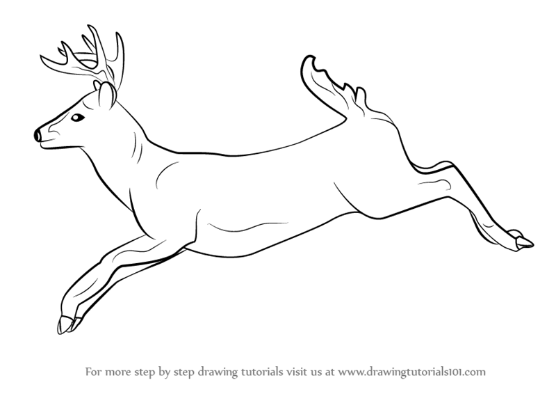 800x566 Learn How To Draw A White Tailed Deer - Deer Drawing Easy
