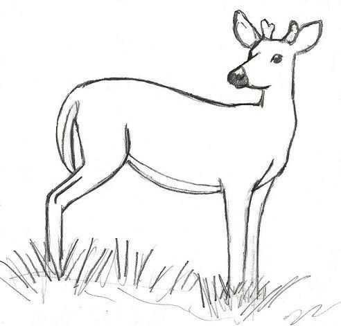492x471 Stitch In Drawings, Deer Drawing - Deer Drawing Easy