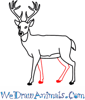 300x350 How To Draw A Deer - Deer Drawing Easy