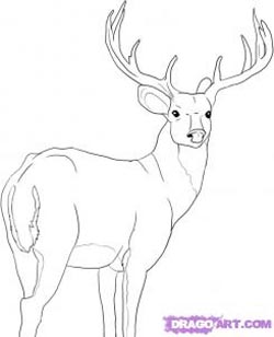 250x308 How To Draw Deer Drawing Tutorials Drawing How To Draw Deer - Deer Drawing Easy