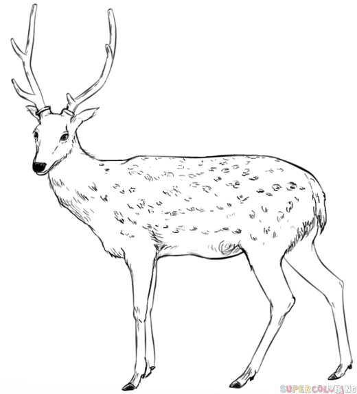 520x575 How To Draw A White Tailed Deer Step - Deer Drawing For Kids
