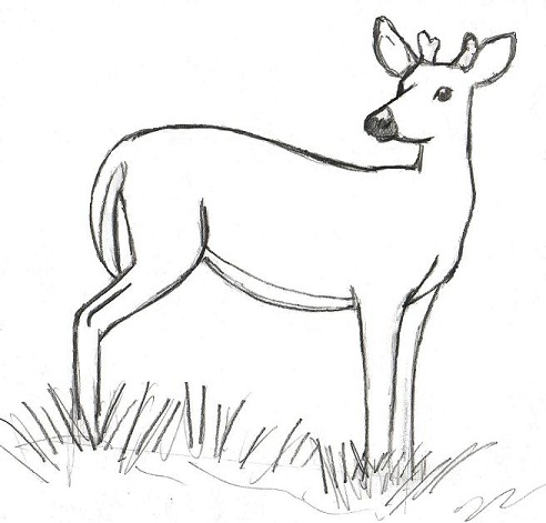 492x471 measuring for proportion - Deer Drawing For Kids