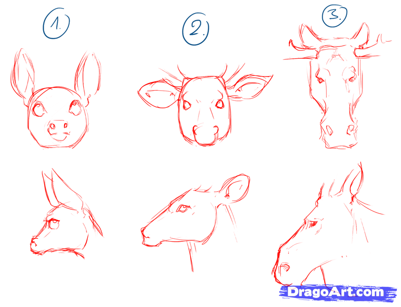 800x612 Draw Deer, Drawing Deer, Step - Deer Drawing Images