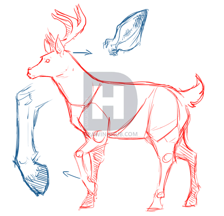 747x720 How To Draw Deer, Drawing Deer, Step - Deer Drawing Images