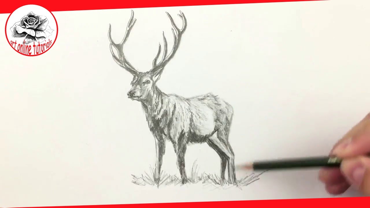 1280x720 How To Draw A Deer With Pencil Drawing Techniques - Deer Drawing Images