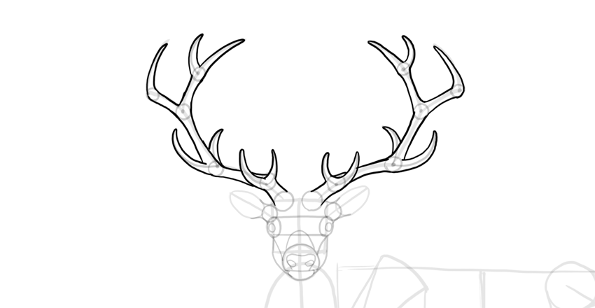 850x440 How To Draw A Deer Step - Deer Drawing Images