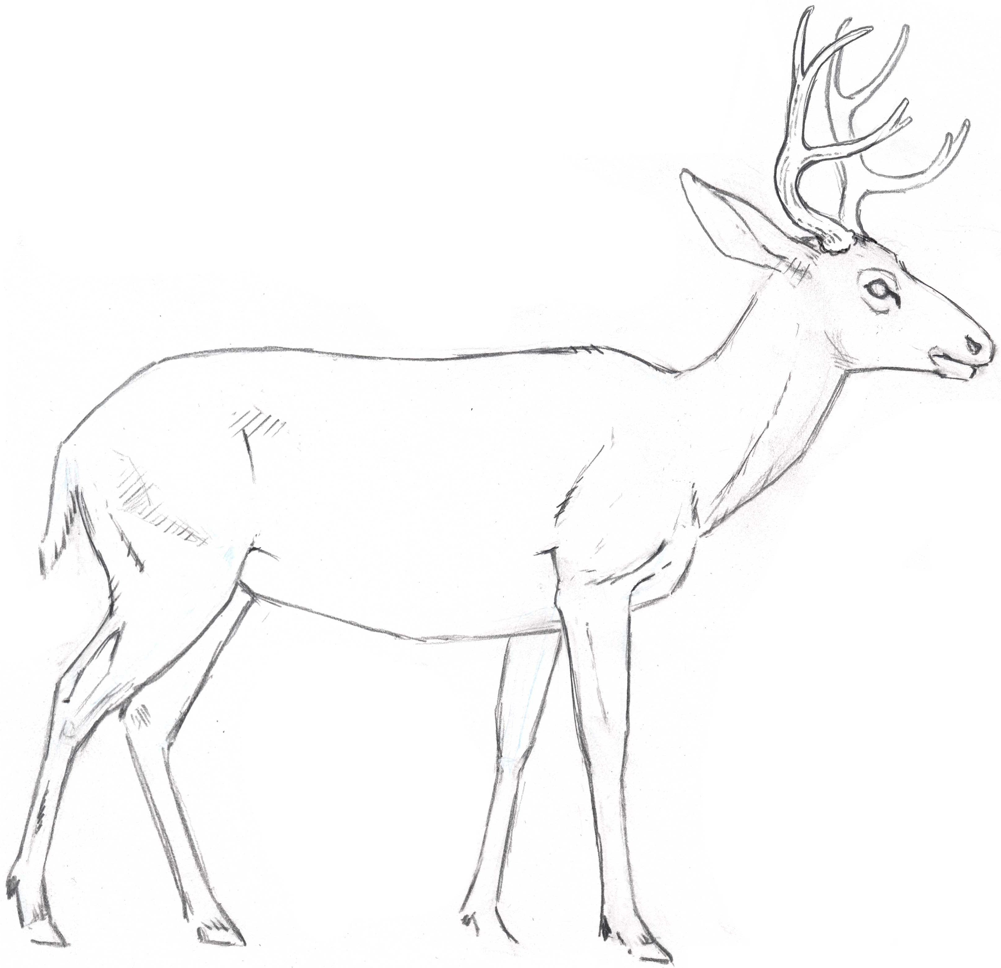 3251x3145 How To Draw A Deer Fur Texture - Deer Drawing Images