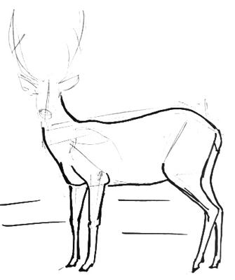 335x400 How To Draw A Deer - Deer Drawing Images