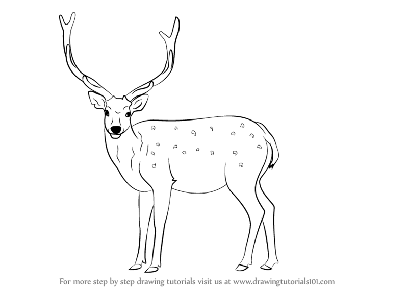 800x566 Learn How To Draw A Sika Deer - Deer Drawing Images