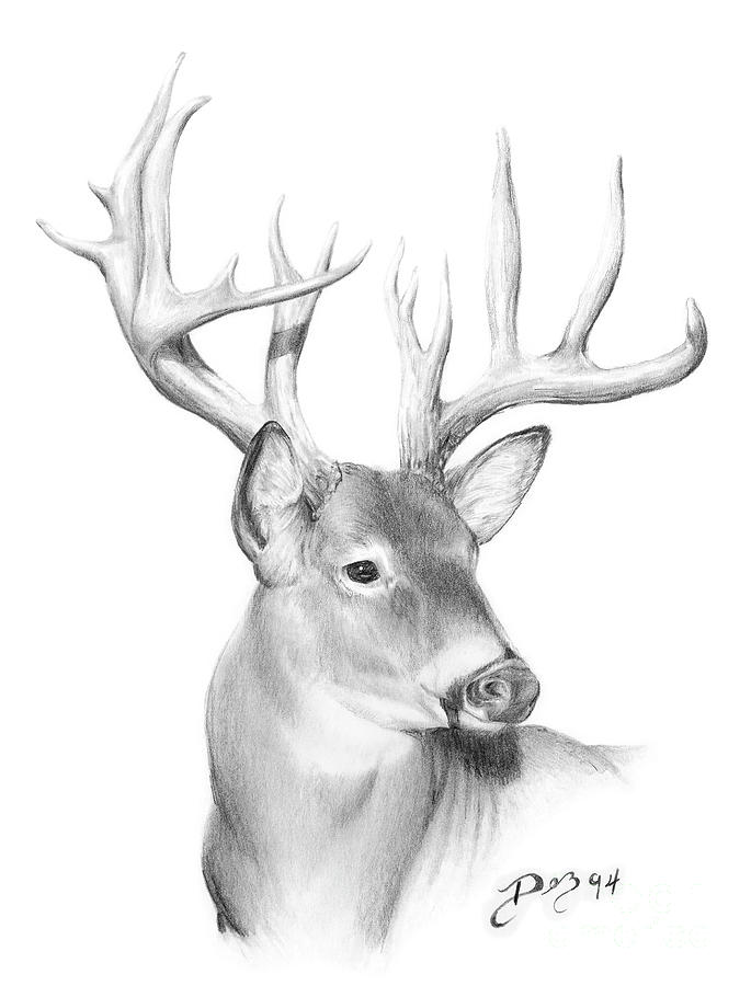 685x900 Whitetail Deer Drawing - Deer Drawing Images