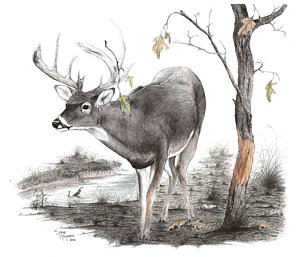300x257 Whitetail Deer Drawings Fine Art America - Deer Drawing Images