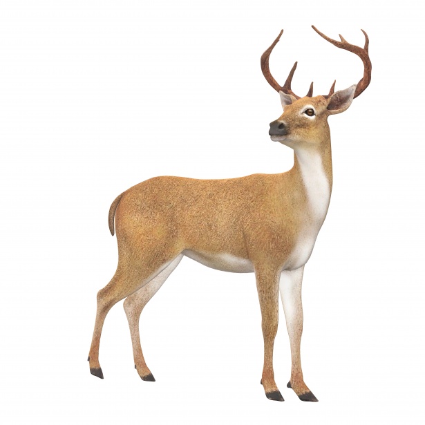 615x615 Drawing Of A Deer Free Stock Photo - Deer Drawing Images