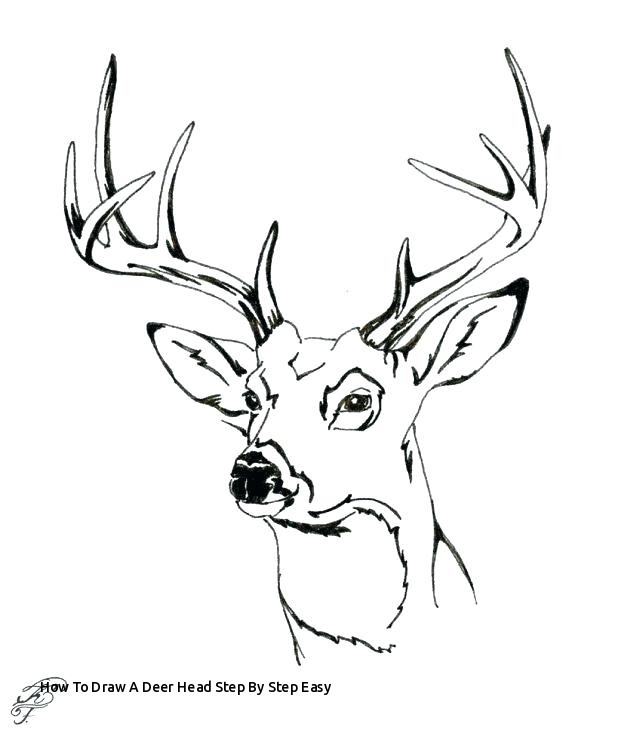 618x736 How To Draw A Deer - Deer Drawing Pics