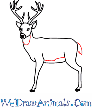 300x350 How To Draw A Deer - Deer Drawing Pics