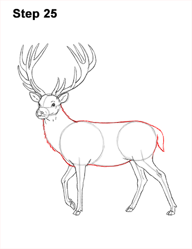 386x500 How To Draw A Deer - Deer Drawing Pics