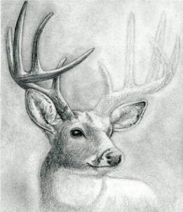 261x302 how to draw a deer head, buck, dear head, step - Deer Drawing Pics