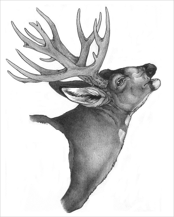 600x746 Free Deer Drawings Designs Free Premium Templates - Deer Drawing Pics