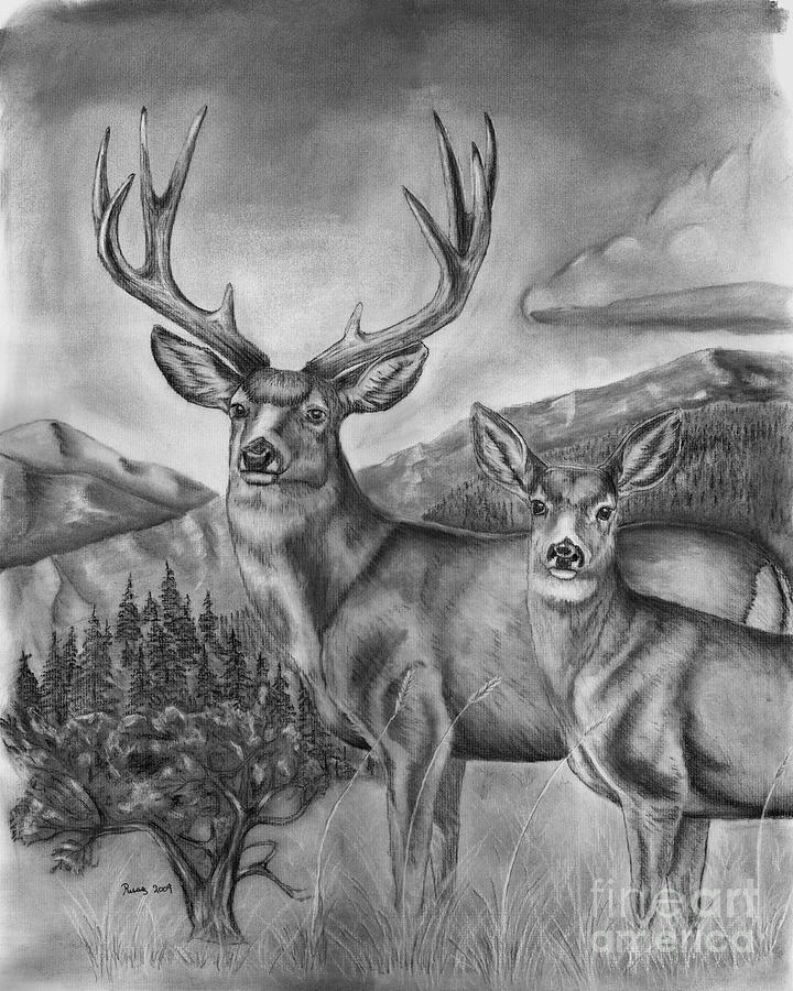 720x900 Mule Deer Heaven Drawing - Deer Drawing Pics