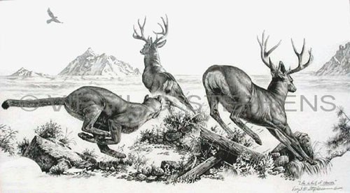 500x276 Pencil Drawing, Western Art, Fine Art, Print, Mule Deer, Wildlife - Deer Drawing Pics